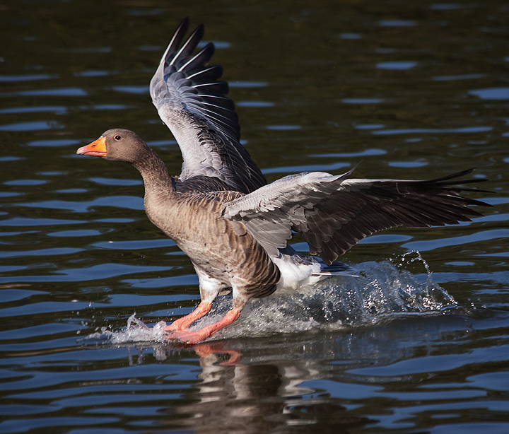 Goose Landing