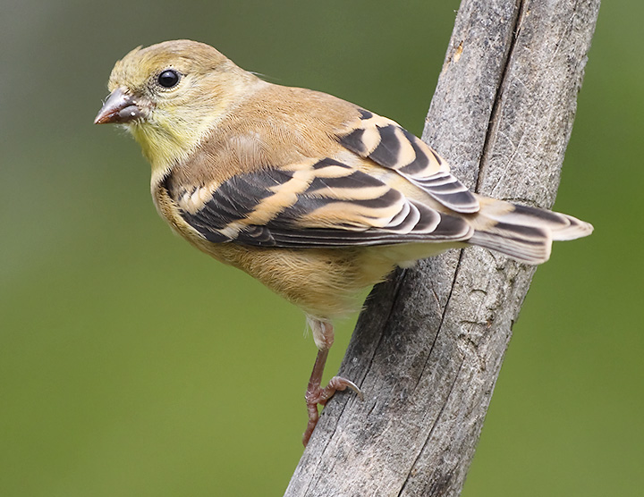 Female Goldfinch By Rrdjserv Dpchallenge