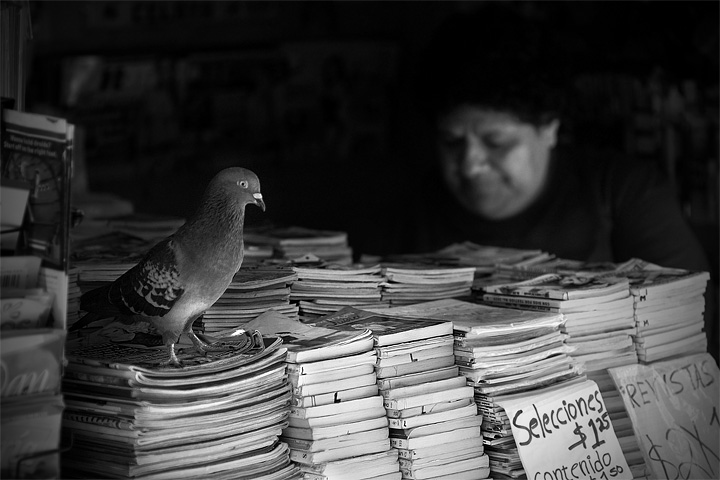 The Book Booth Bird
