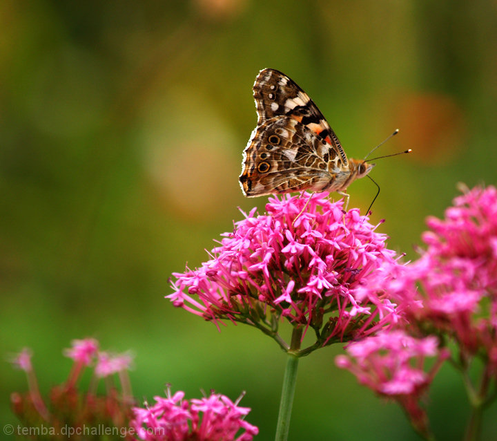 Painted Lady on pink