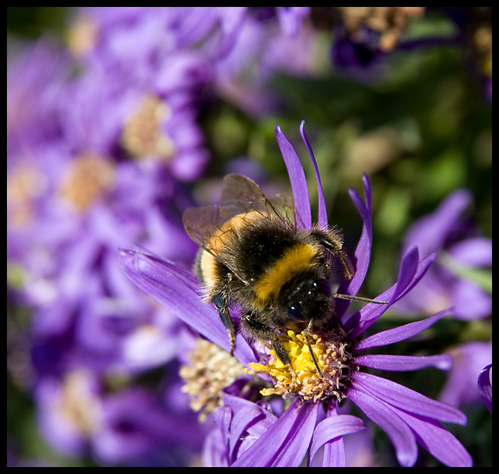 Busy Bee