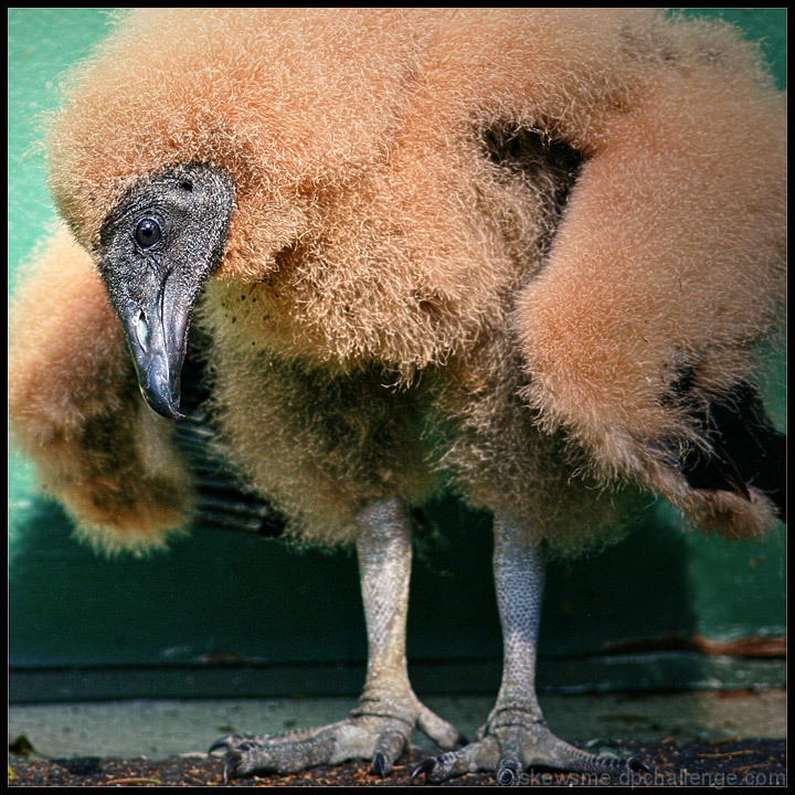 The Ugliest Duckling