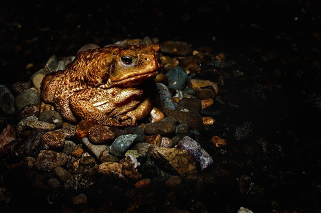 toad con stones ala heida