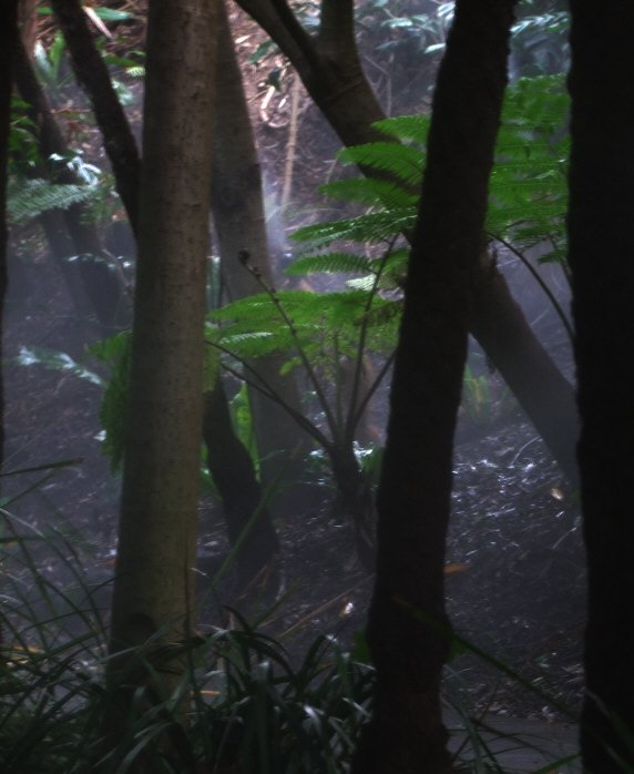 Tree Fern in Fern Gully