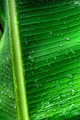 after the rain