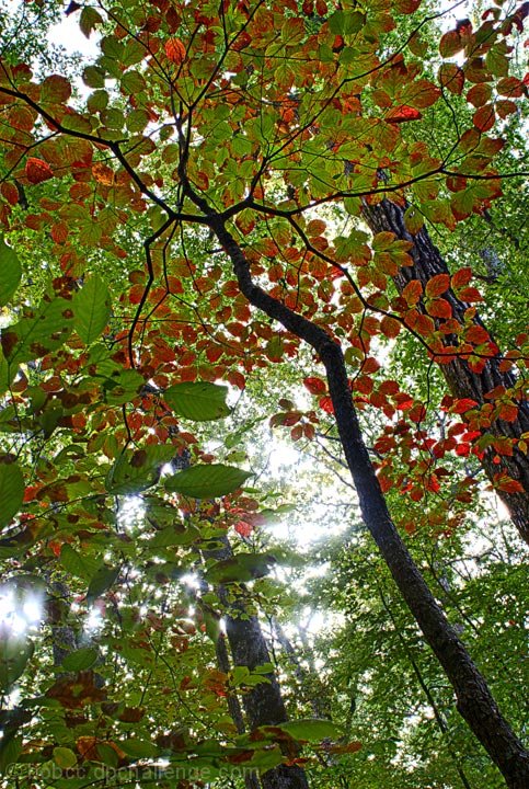 tree abstract