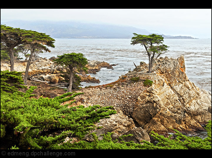 Lone Cypress