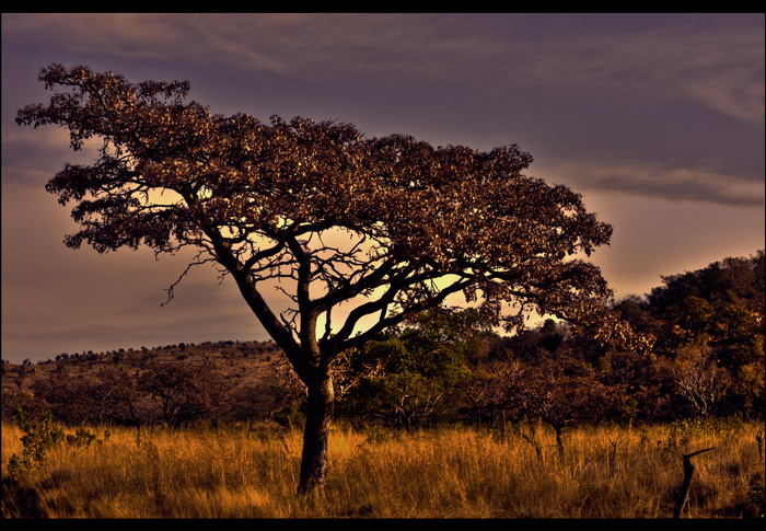 Tree in field