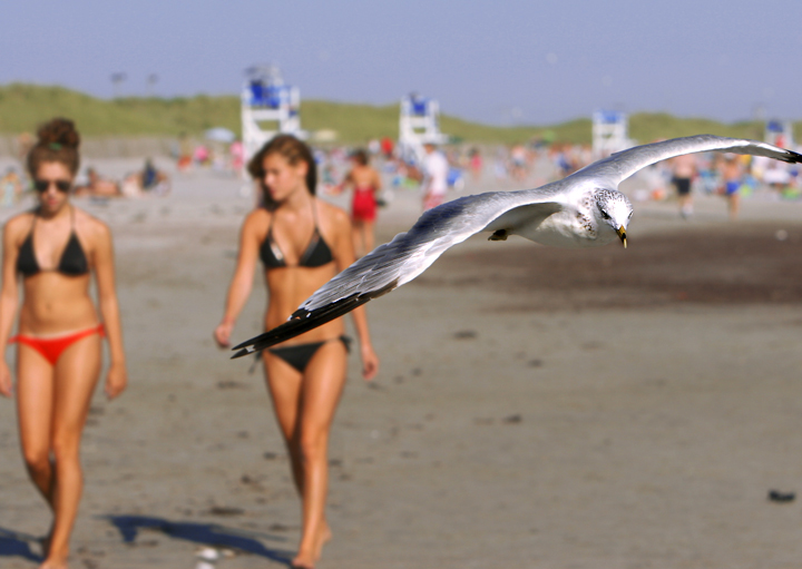 What Bird?