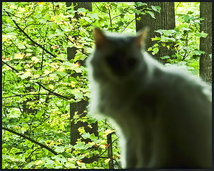 The Cat