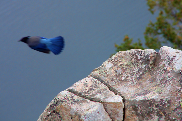 He jumped off the rock and out of focus just before I shot