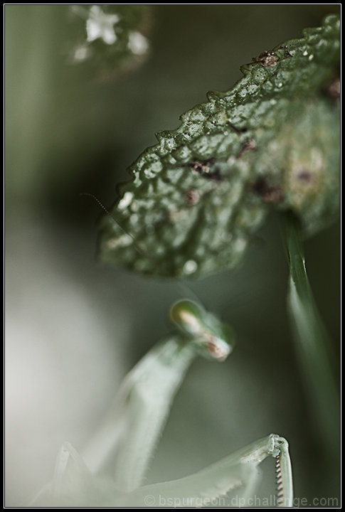 Praying on Spearmint