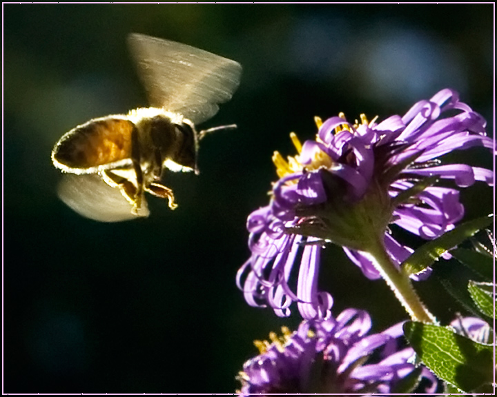 Out Of Focus, But Still Wonderful