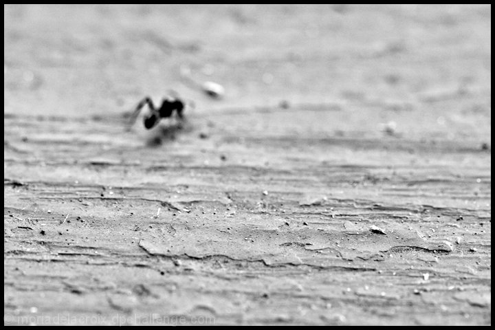 Absconding from Focus