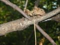 Hidden Mouse