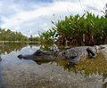 Florida Landscape