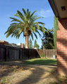 Backyard Palm