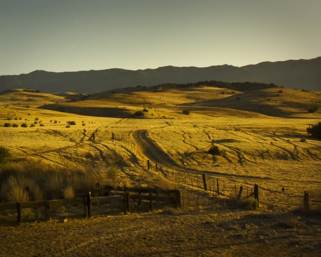 Cow Trails