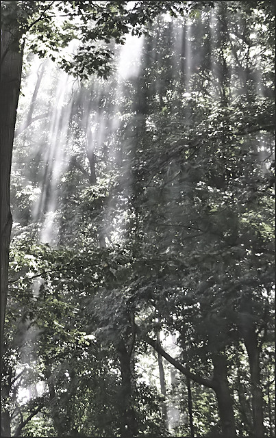 Forest Primeval