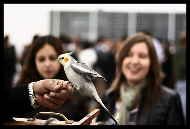 - loro dieciochero -