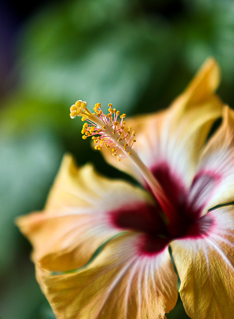 Hibiscus rosa-sinensis