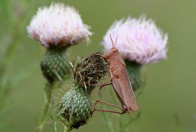 Grasshopper Eating Lunch