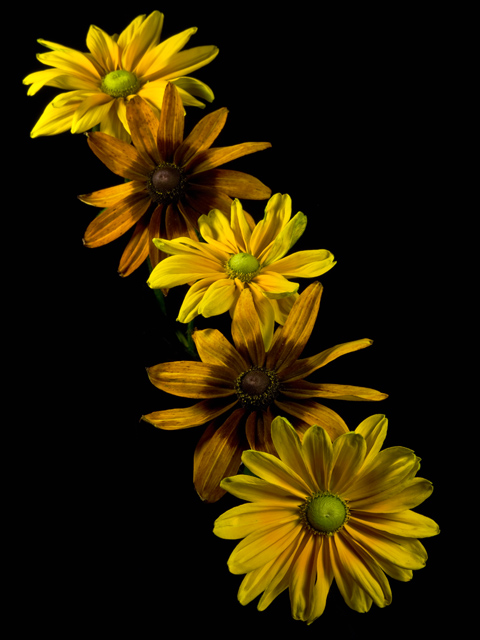 Rudbeckia Row