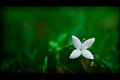 x-flower