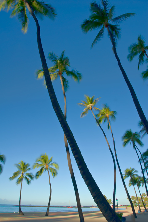 Tropical X