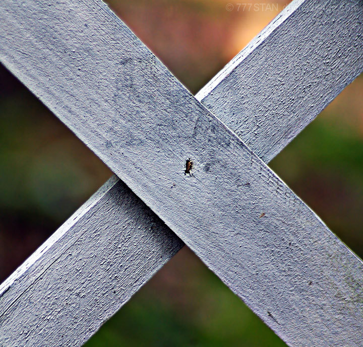 X Marks Entrance to the Secret Garden