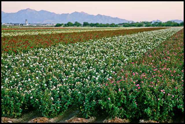 Rows of Roses