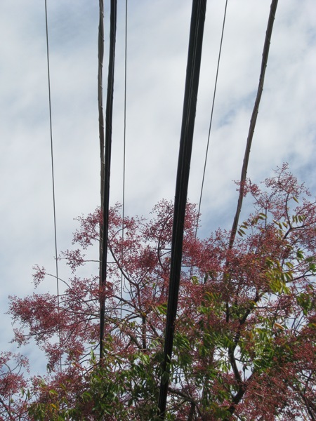 Reaching for the sky