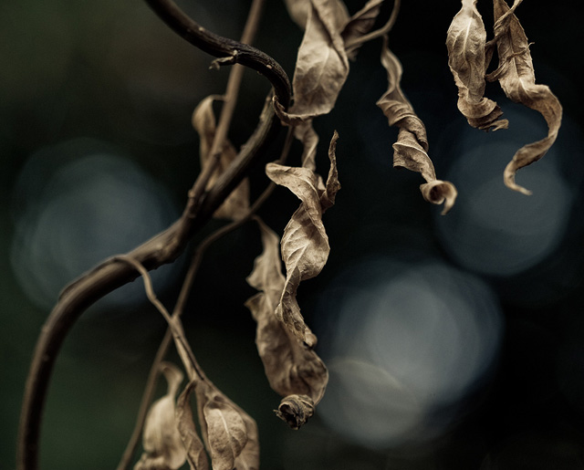 Twisted leaves