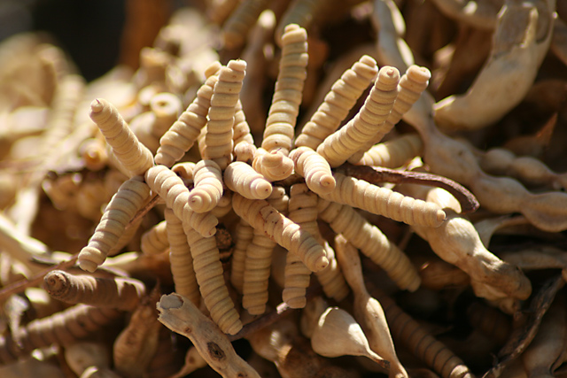 Tucson Weeds