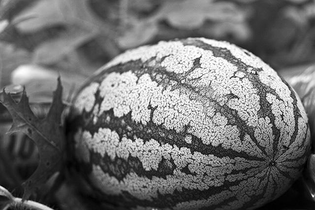 Fractal Watermelon