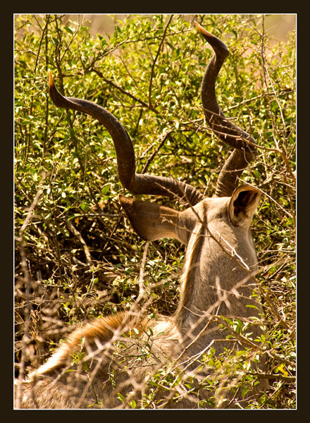 Twisted horns of a kudu