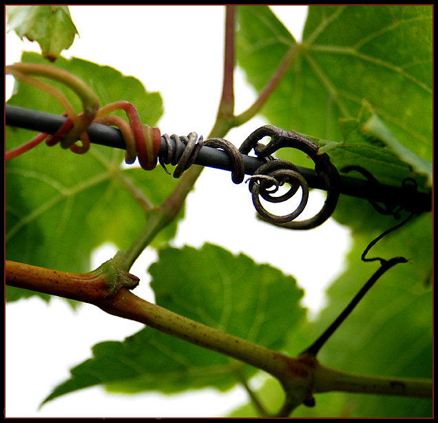 Grape Tendrils