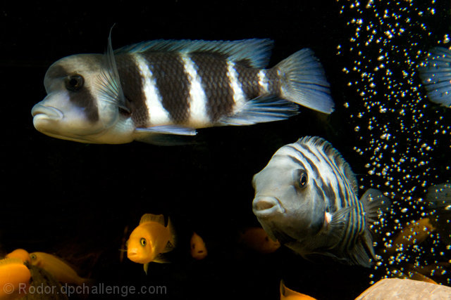 Cichlids