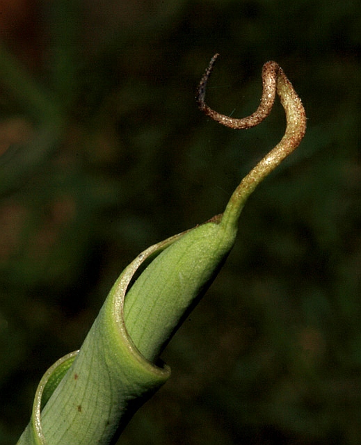 twisted banana