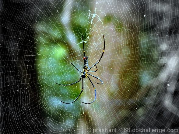 The Web Of Curved Lines