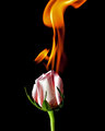 Flames of Passion