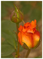 Rosebuds filled with promise...