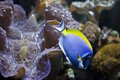 Under the Sea