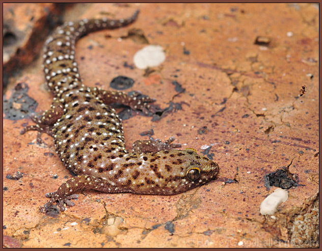 Bejeweled Gecko - Hidden Ap&eacute;ritif