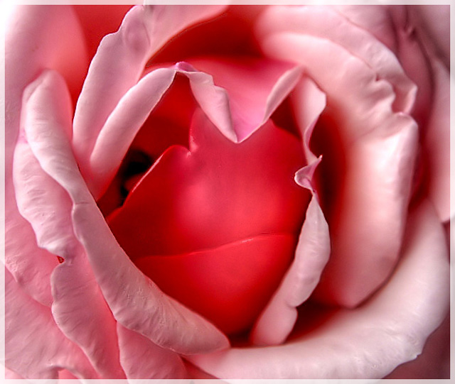 The Heart of a  Rose