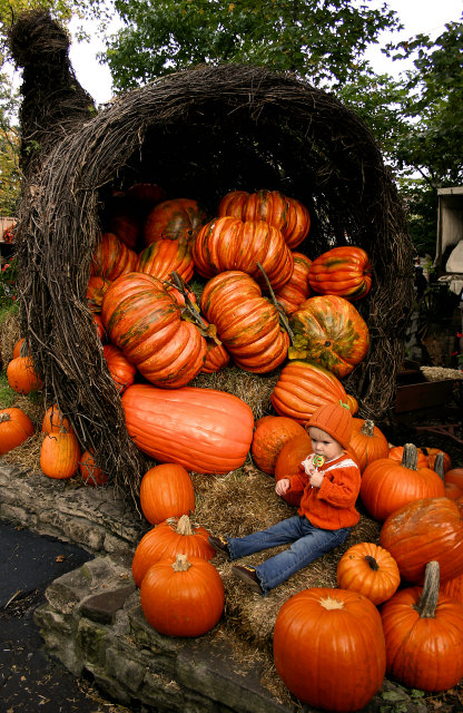 Bountiful Harvest