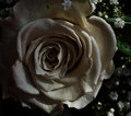 Twilight rose