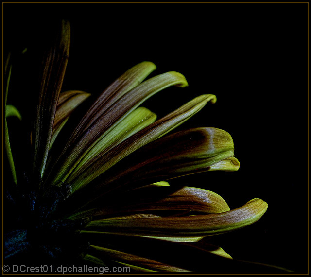 Reaching for the light
