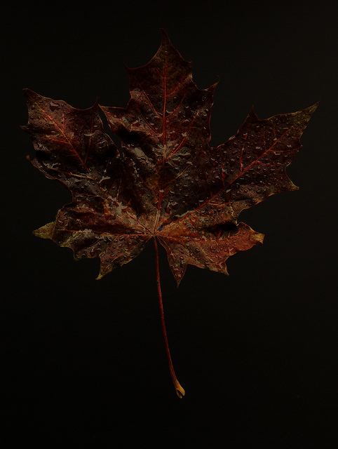 Autumn