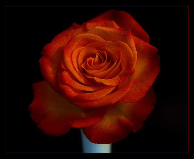 A Rose, is a Rose